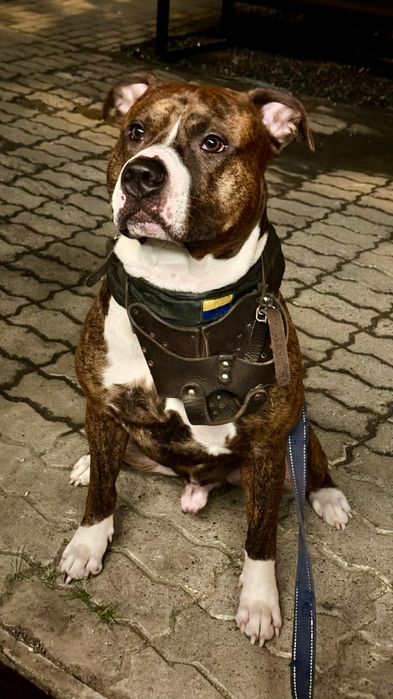 Вязка!Питбуль шалун  ищет свою любовь)))