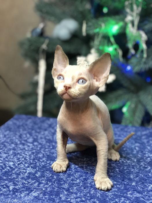 Кошенята Девон рекси