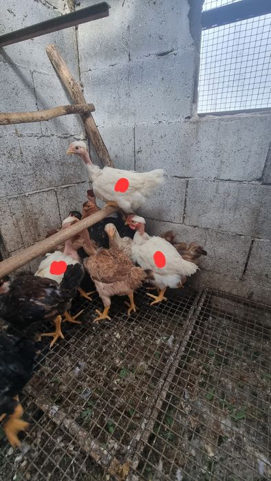 Trio branca portuguesa