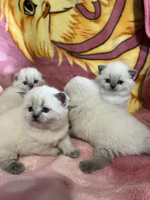 В'язка     котів