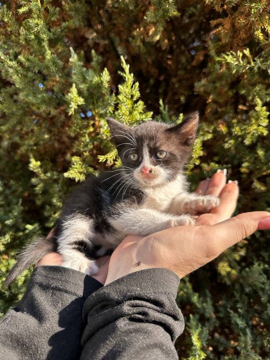 БЕСПЛАТНО отдам котят