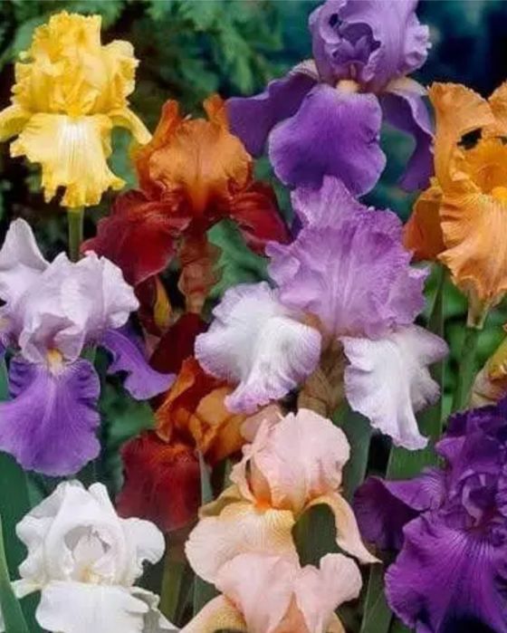 Іриси півники великі