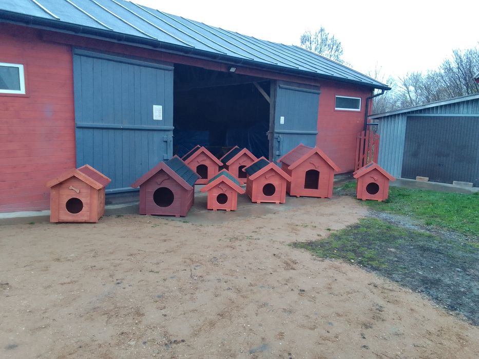 Buda dla psa, budy dla psów