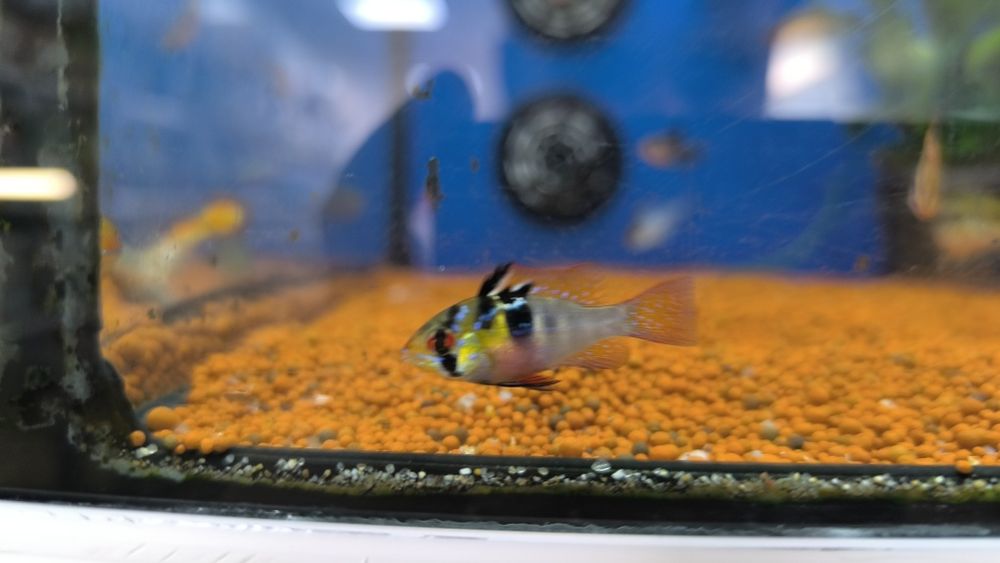 Ramirezi (Mikrogeophagus Ramirezi)