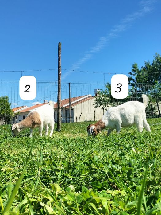 Cabritas cruzadas Boer.
