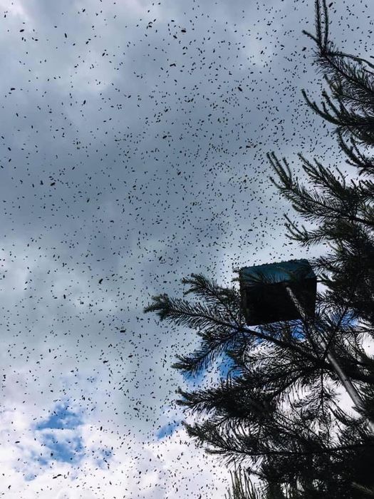 Miód z własnej pasieki