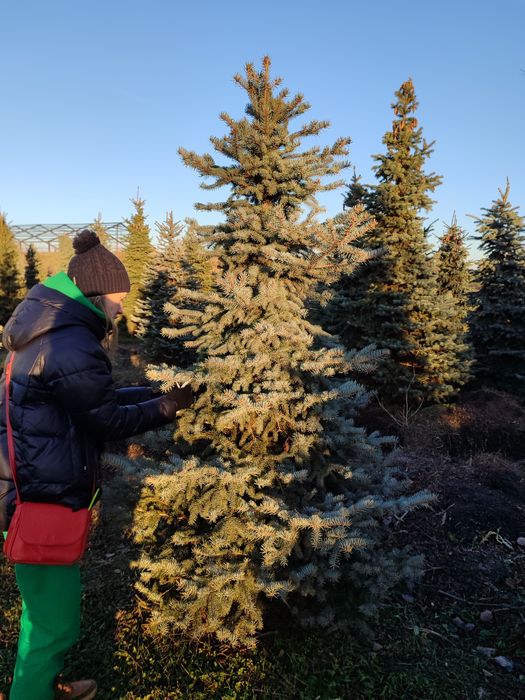 Ялиця, ялинка новорічна, туя, ялина, сосна, ель голубая  від 100гр,