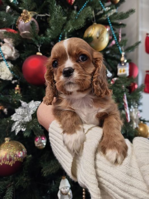 Кавалер кинг Чарльз спаниель