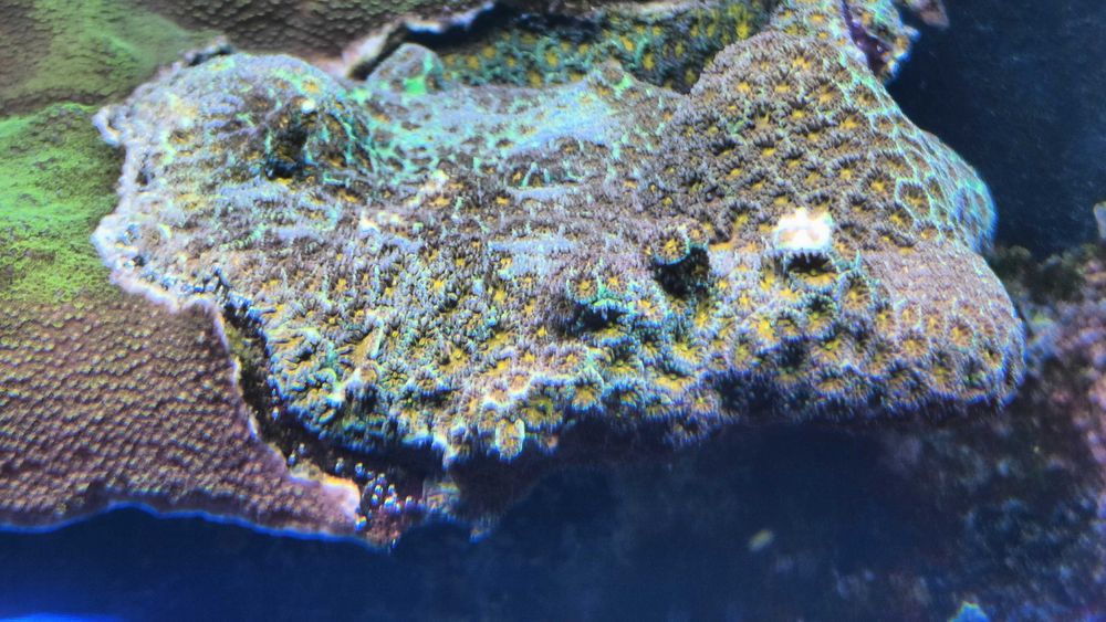 Koral LPS Leptastrea