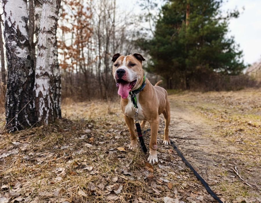 Oddam Amstaffa / Amstaff do adopcji/ Amstaff szuka domu