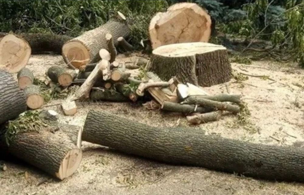 Видалення аварійних гілок/висотне зрізання дерев/локальна підрізка