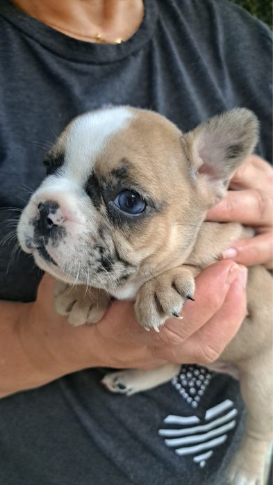 Bulldog francês femea
