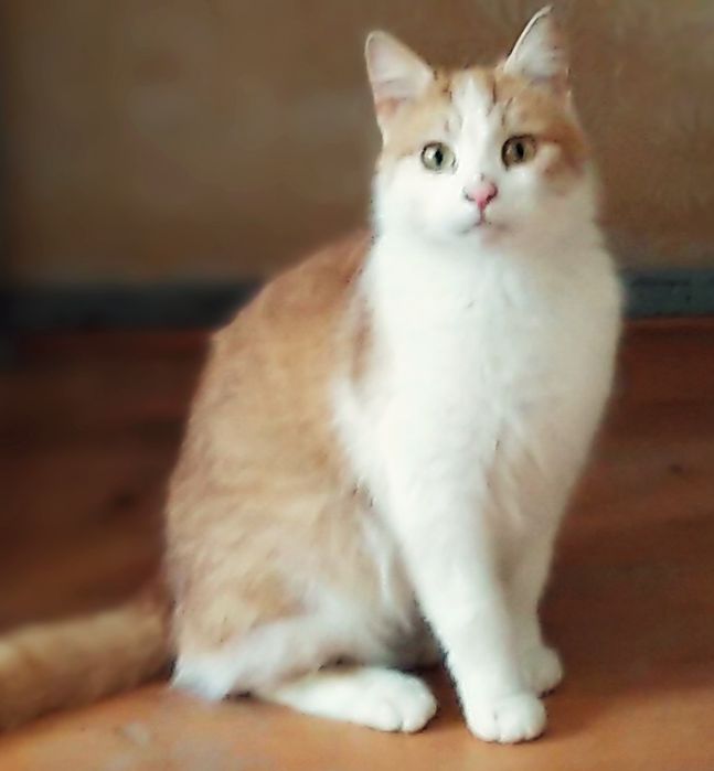 Котики Джин і Лола