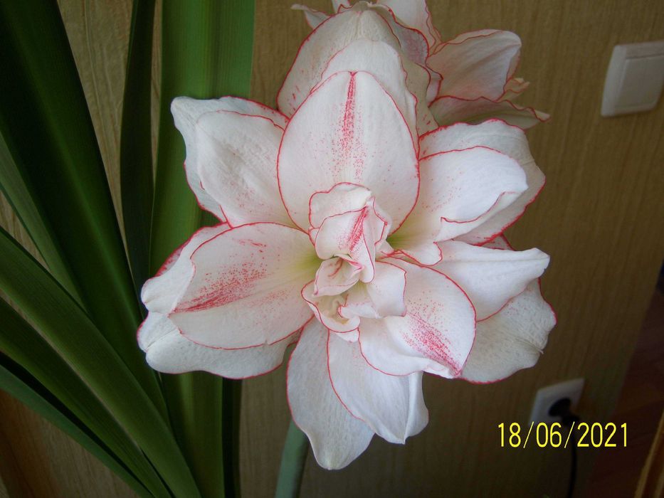 Гиппеаструм (амариллис) STRIPED AMADEUS