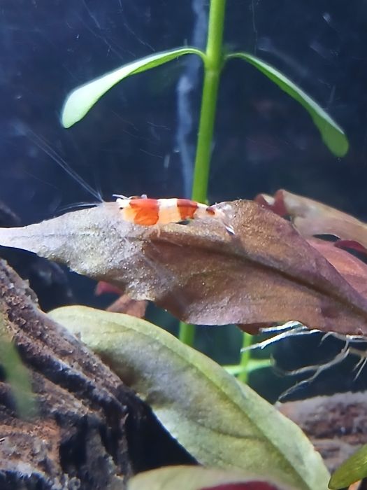 Krewetki caridina Cristal red