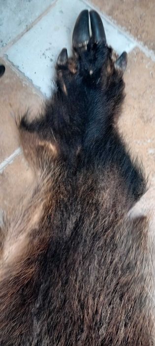 Skóra z dzika 2020 r.