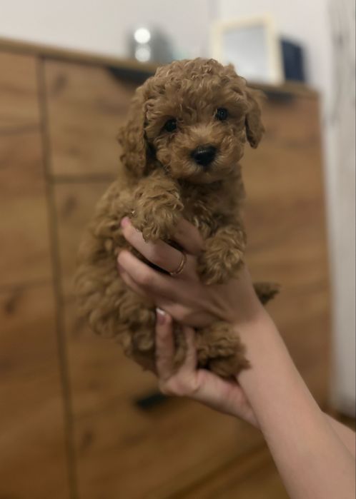 Продам той пуделів