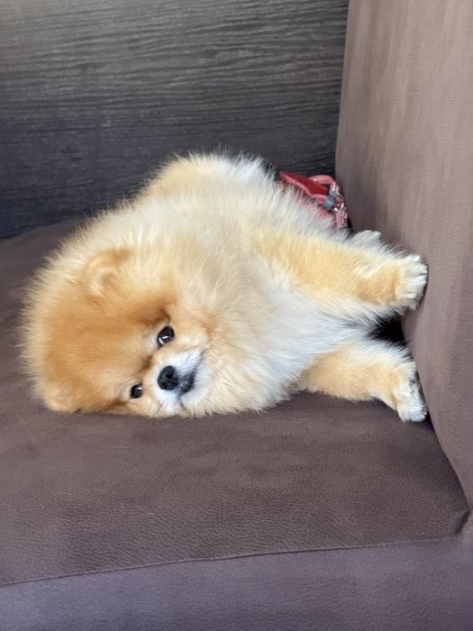 Шпиц Миник ищет невесту , развязан опытный