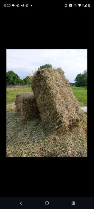 Сіно  продаж   польове    само вивіз
