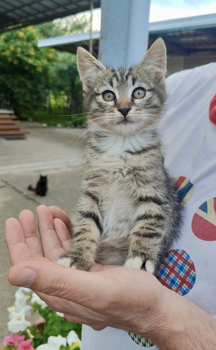 Кошенята віддам в добрі руки
