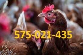 Kury Nioski Rossa Młode z JAJKIEM ! Dominant prosto z Hodowli !Dowóz!