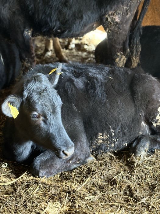 Jalowki odsady poleca