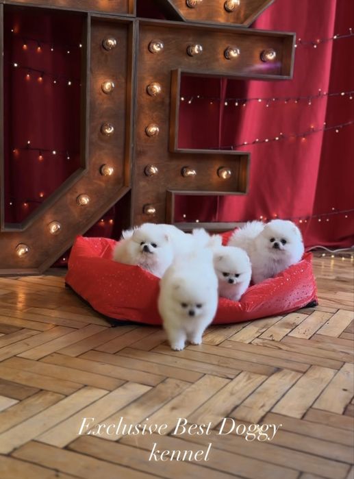 Лакшері сегмент ідеальні SUPER VIP mini померанці. Померанський шпіц