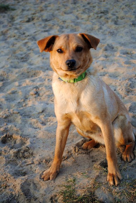 Rukola czeka na adopcję