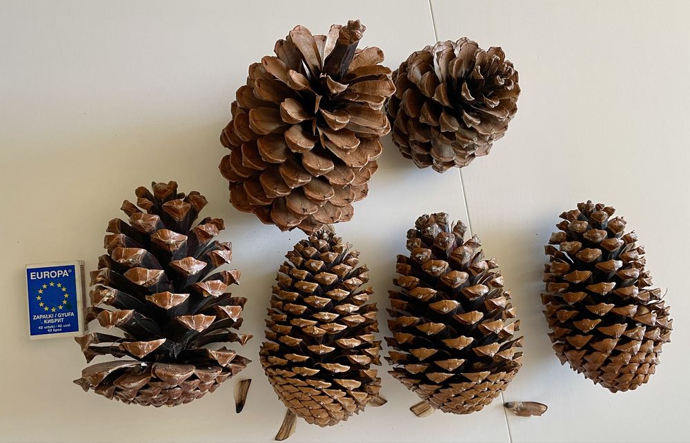 Duże naturalne szyszki dekoracyjne 9 sztuk
