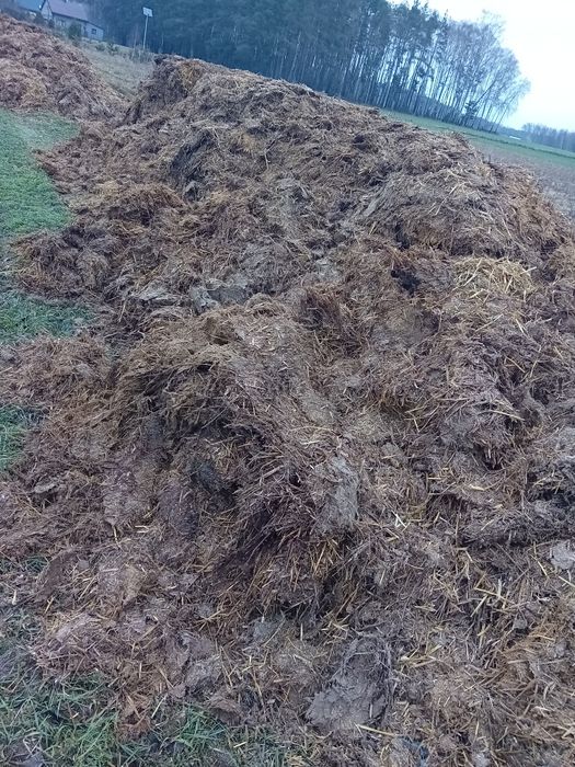 Obornik kurzak sprzedam