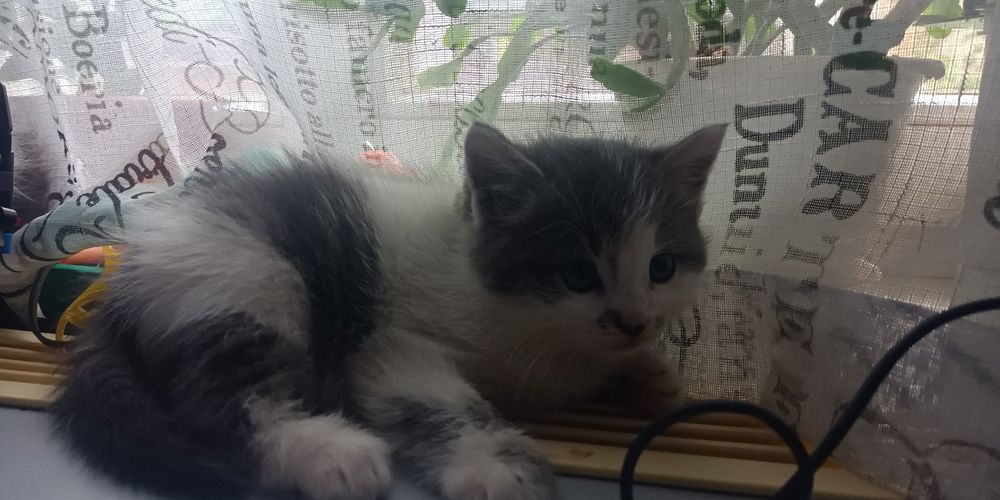 Отдам Котенка в хорошие руки