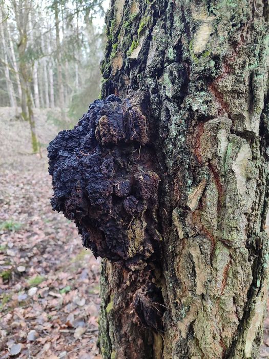 Czaga 1kg sucha  błyskoporek  huba