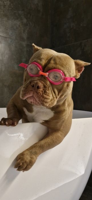 Готовий до стосунків кобель Американський Буллі  (вязка) Рівне Львів