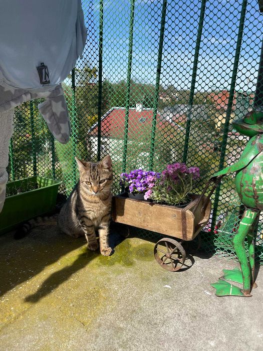 Bracia buraski szukają domu