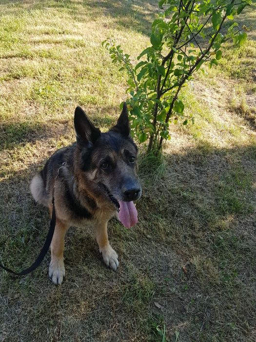 Перетримка собак  інших тварин...