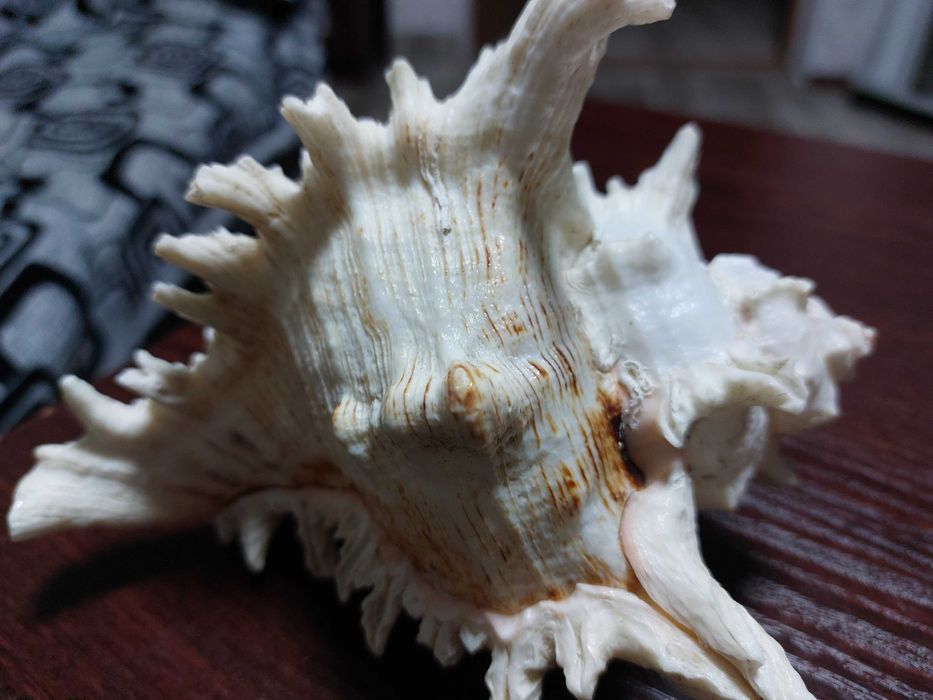 Морська ракушка  сувенірна