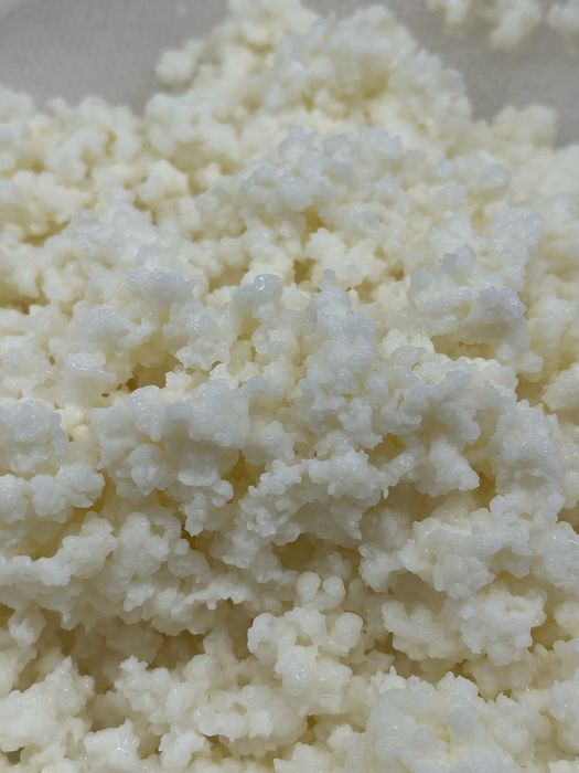 Grzybek kefirowy 15g ( tybetański)