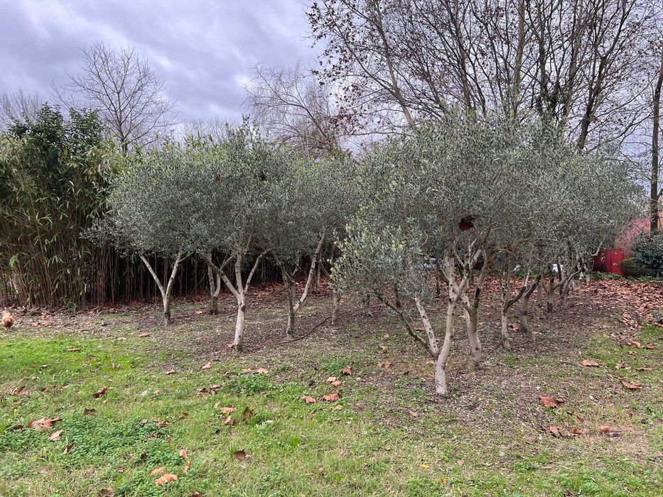 Oliveiras com 15 anos