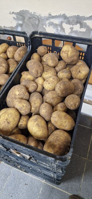 Batatas alhos cebolas