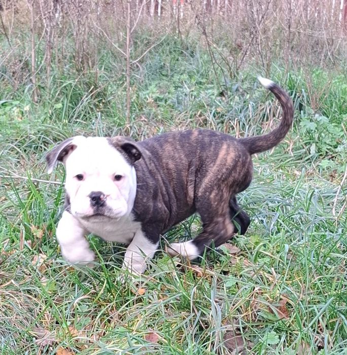 Bulldog kontynentalny continental bulldog sunia na kolanka