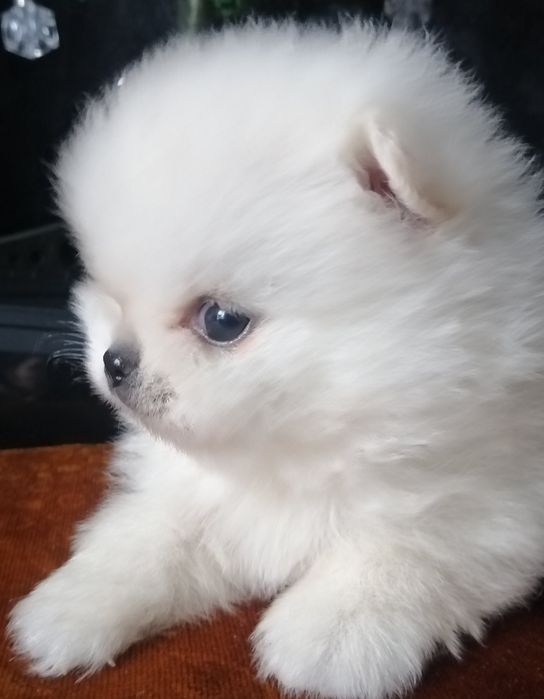 Микро мини шпиц ,мальчик.