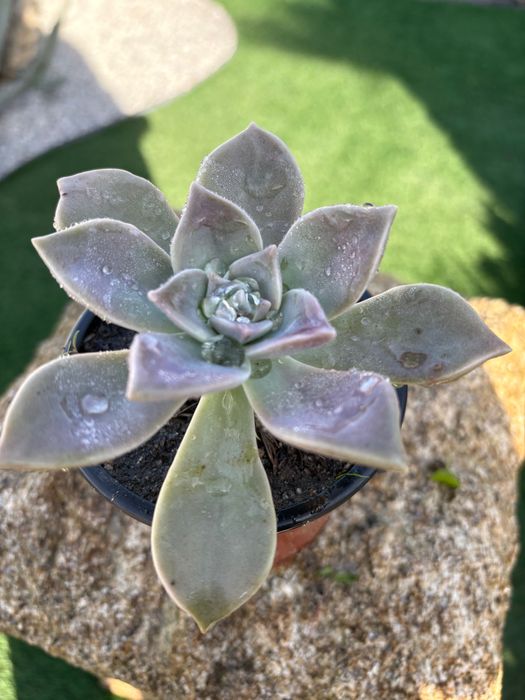 Suculentas  várias 1€