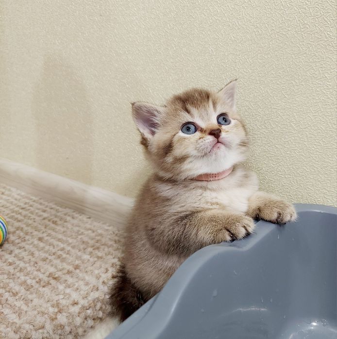 Золота Шиншила  дівчатка та хлопчики