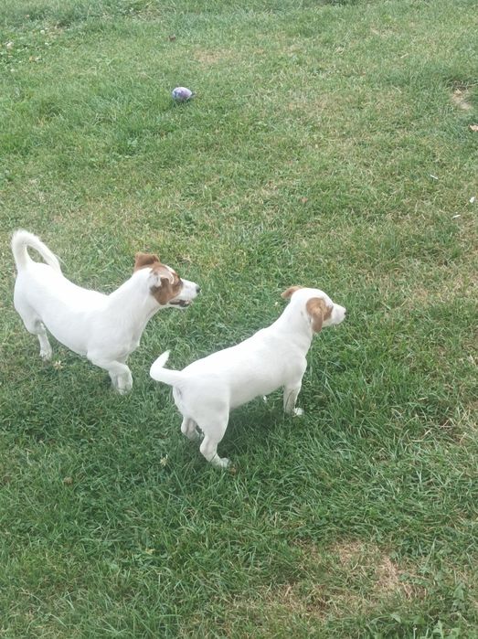 Suczka rasy Jack Russell Terrier