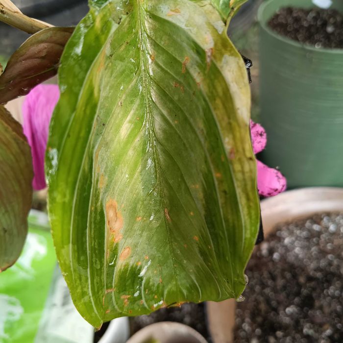 maranta zestaw 2 odmian