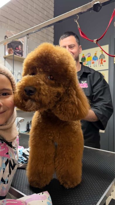 Ваш Грумер на Лівобережній | Стрижка собак | Тримінг | Роллінг | Линьк