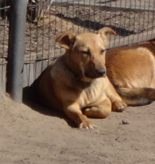 Мальчики, 1 год. Ищут доброго хозяина.