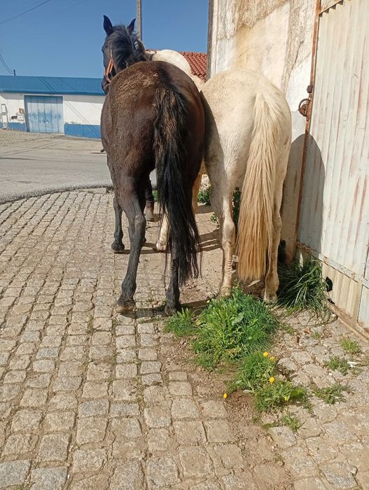 Para venda Para venda