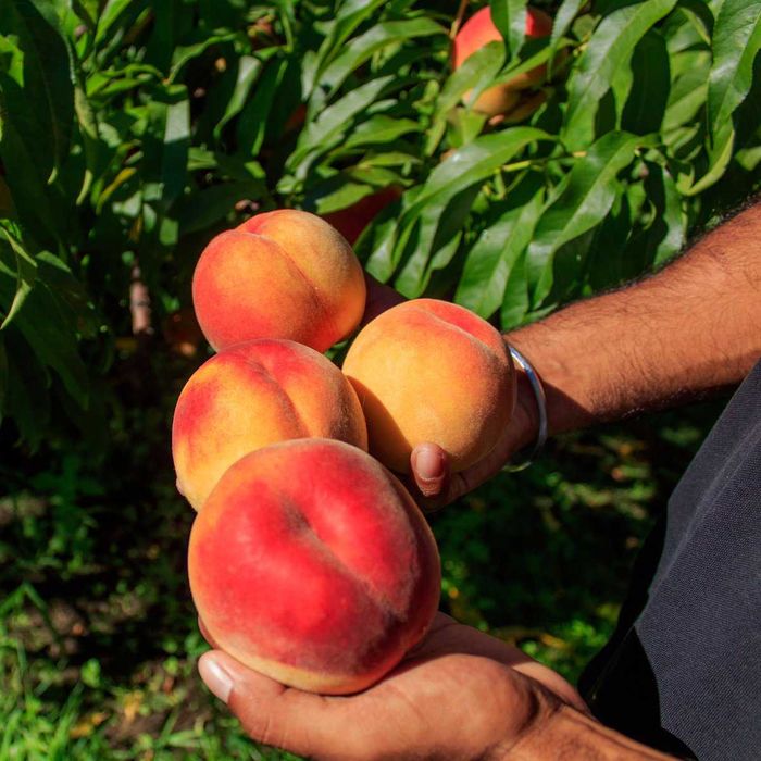 Pessegueiro RESISTENTE à LEPRA - fruto gigante  Apenas envios