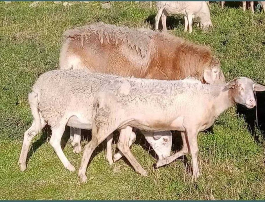 الحملان  borregas Pelibuey